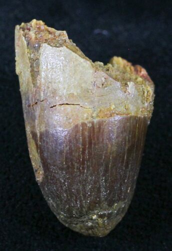 Cretaceous Fossil Crocodile Tooth - Morocco #26324